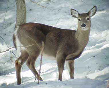Deer Pics on White Tailed Deer  Both Beautiful And Extremely Annoying