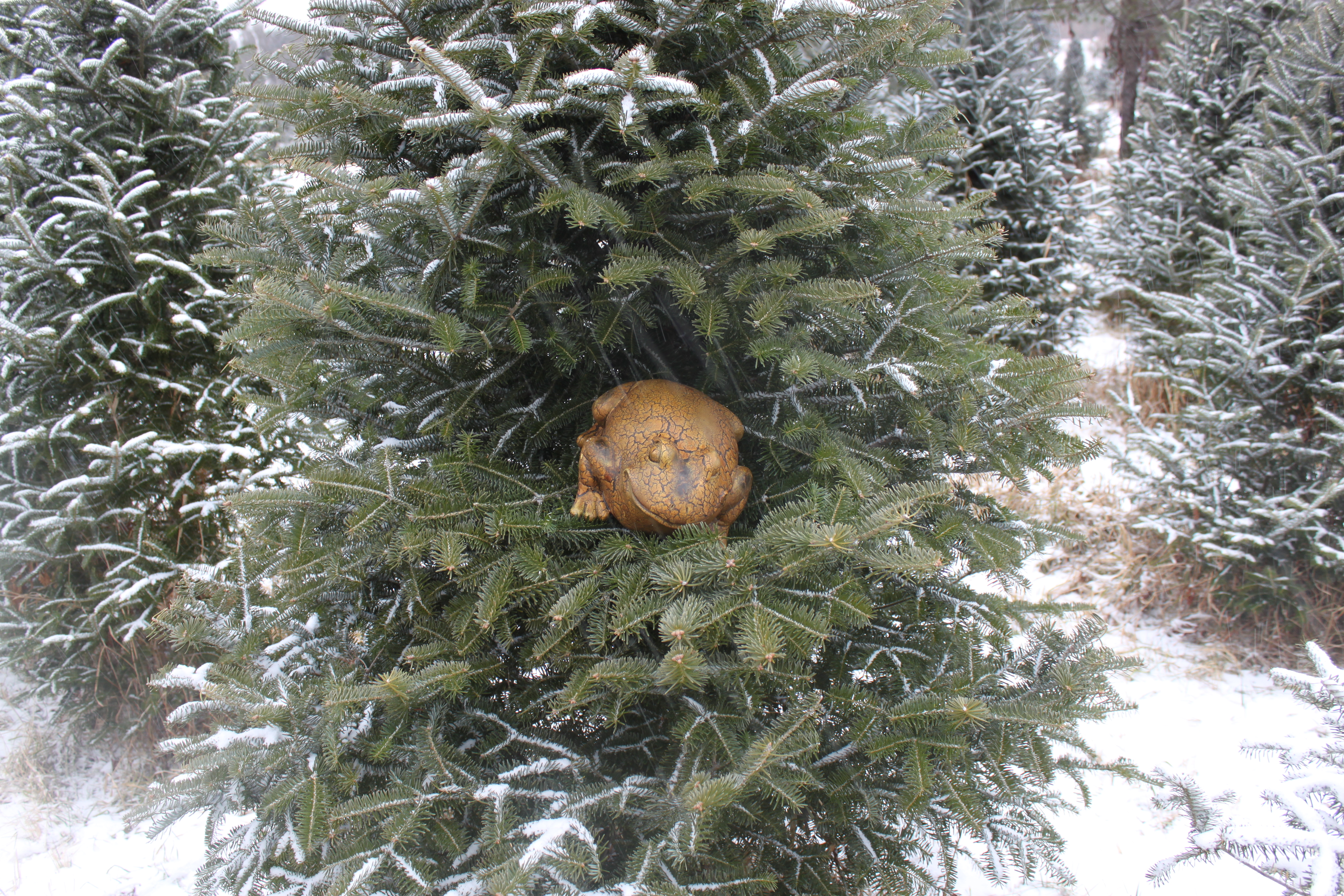 Snowy Christmas Tree Farm